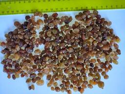 Ізюм Світлий, Індія, Узбекистан