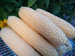 Качани цукрової кукурудзи сорту Добриня