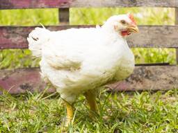 Каченята, курчата