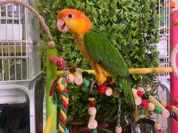 Каїк пташенята, ручні пташенята каїки