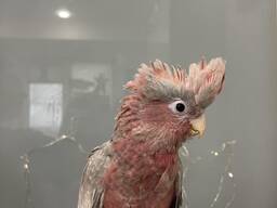 Какаду рожевий