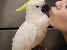 Какаду Жан і Фрея ручні пташенята вигодовувачі з розплідника