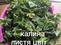 Калина листя цвіт