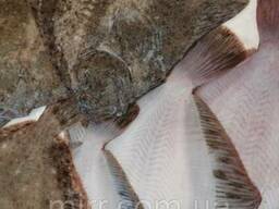 Камбала белобрюхая с/м 400-600