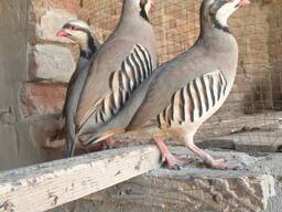 Кам'яний кеклик, звичайна куріпка, кеклики стандартні