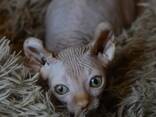 Канадский сфинкс эльф - фото 3