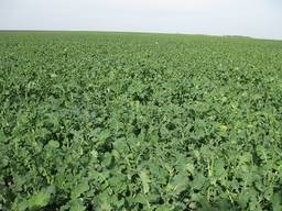 Английський гібрид ріпаку ЕКО не ГМО York St 99