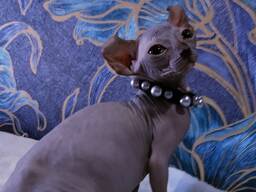 Канадский сфинкс. Эльф