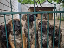 Канарський дог (Пресо канаріо)