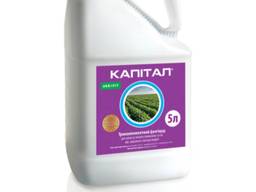 Капитал