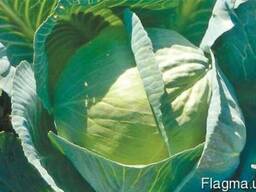 Капуста белокачанная поздняя Сторидор Far M syngenta