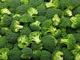 Капуста Брокколи из Узбекистана - фото 1