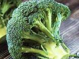 Капуста Брокколи из Узбекистана - фото 2