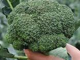 Капуста Брокколи из Узбекистана - фото 3