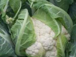 Капуста цветная средняя Гохан F1 syngenta