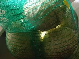 Капуста сорту Агресор