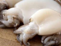 Каракатица бейби свежемороженая