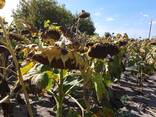 КАРАТ 108-110 дн. , насіння соняшника під гранстар, Україна