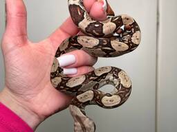 Карликовый удав, Boa constrictor, императорский удав, домашняя змея