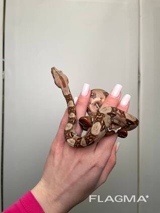 Карликовый удав, императорский удав, домашняя змея