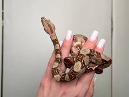 Карликовый удав, императорский удав, домашняя змея