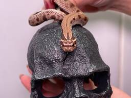 Карликова свиноноса змійка, носатий вужик, спокійна змія