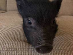 Карликові домашні свинки, бергштрессер кнірт, міні-піг