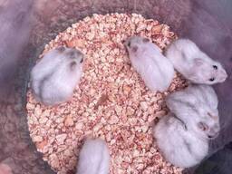 Карликовий хом'як для дітей джунгарський голубий, стандарт білий та ін