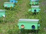 Карпатские пчеломатки с пасеки Гайдара. Матка Карпатка
