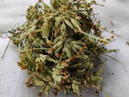 Карпатський первоцвіт/примула весняна 50 р. Зібрано у 2024