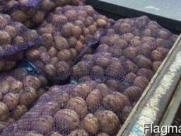 Картофель посадочный Ривьера