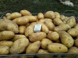 Картопля рання посадкова: Кіранда, Придеснянський, Озірікс - фото 5