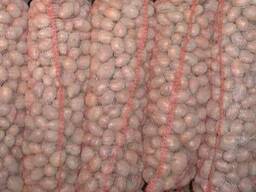 Картофель семенной