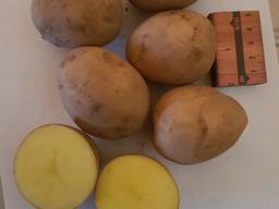 Картофель Laura, Esmee / урожай 2021 со склада или с доставкой