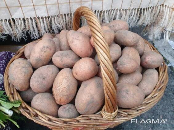 Картопля домашня