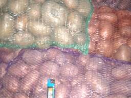 Картопля Княгиня посадкова крупна