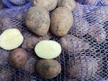 Картопля оптом - фото 1