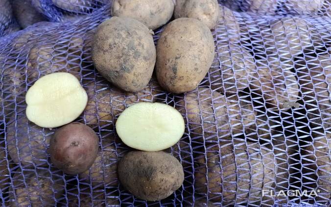 Картопля оптом