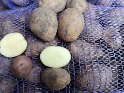 Картопля оптом