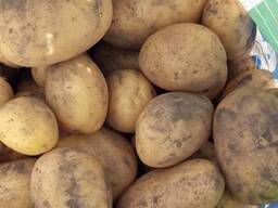 Картопля сорт Лімонка