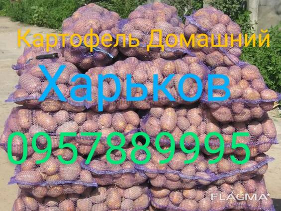 Картопля домашня Харків Залютино