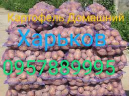 Картопля Харків Залютіно