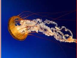 Катализатор ГИАП-8