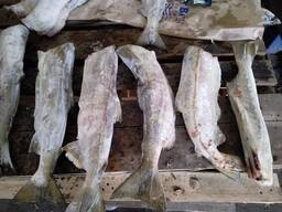 Кета 1,5-2,5 патрана