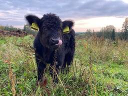 Хайленд корова швейцарська