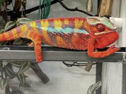 Хамелеони для тераріумного утримання різного виду