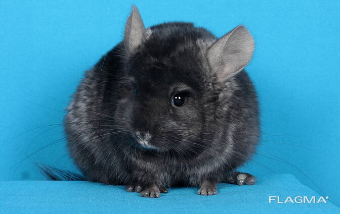 Хлопчик шиншила темний ебоні ангора носій фіолету