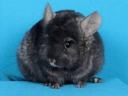 Хлопчик шиншила темний ебоні ангора носій фіолету