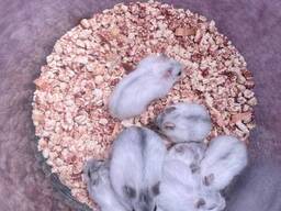 Хом'як, хом'як джунгарик