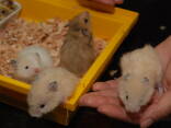 Хомяк сирійський, хом’як ховрах , хомячки, хомячок ручні - фото 3